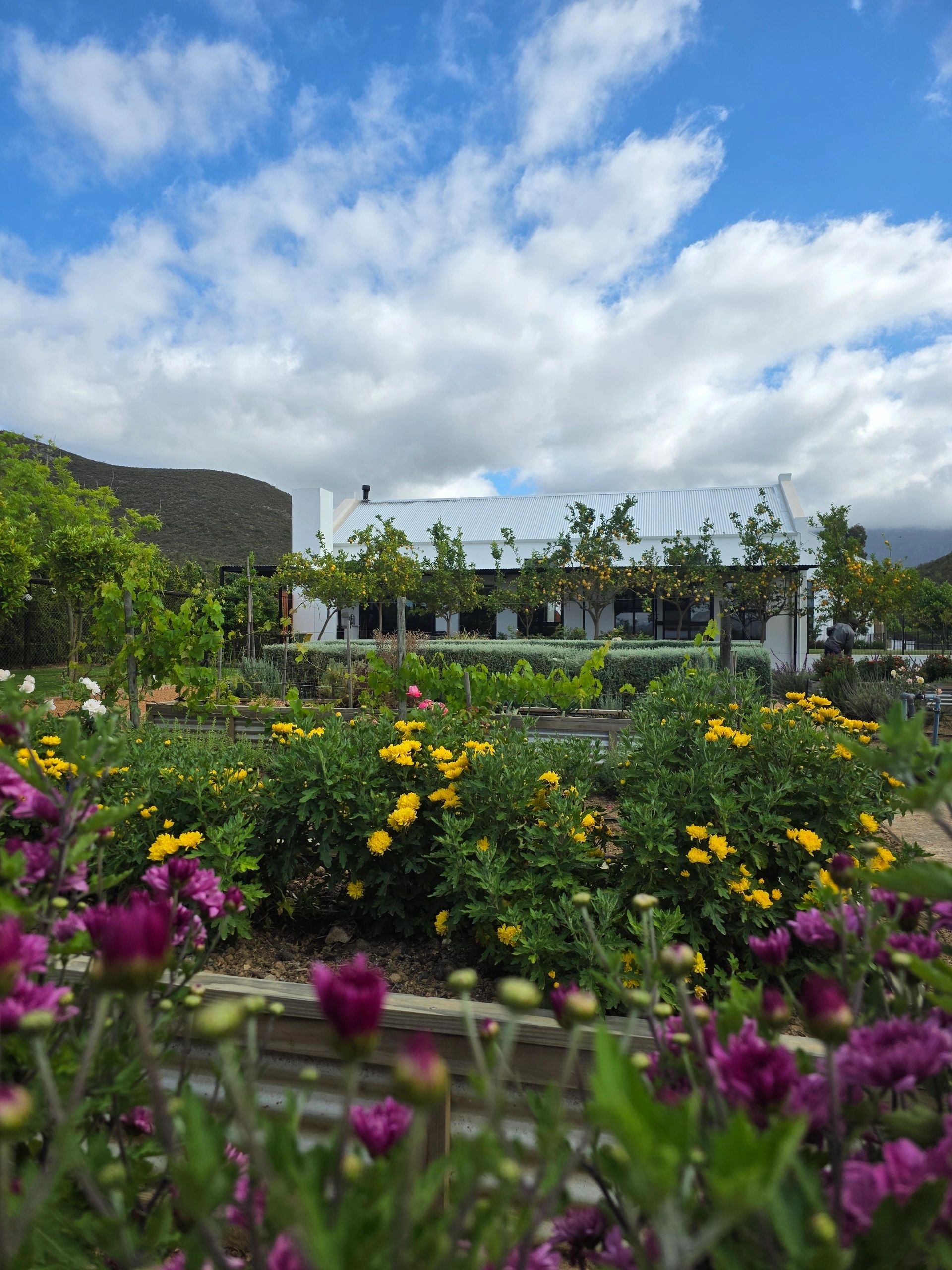 Summer flowers at Klawerjas